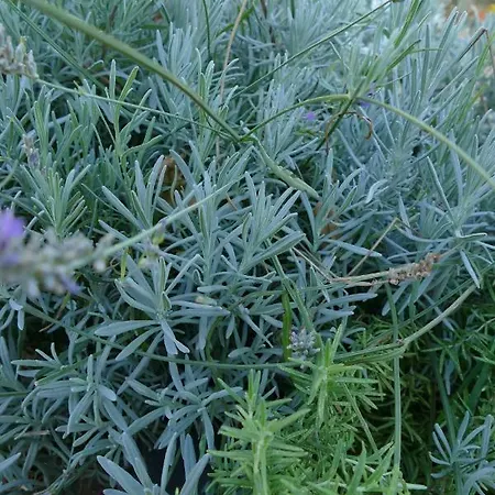 Apartament Retro Chic Magdalena